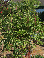 Päonie_Knospen_Kirschgroesse_grün_700.webp