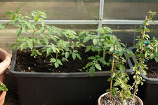 gelbe Cherry_Tomate_selber vorgezogen_Bougainvillea_700.webp