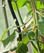 Physalis_erste Knospen_700.webp