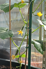 zugekaufte Mini_Gurke_erste Früchte_700.webp