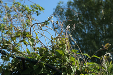 Daniel Deronda_viele Knospen_700.webp