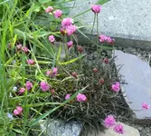 Armeria.webp