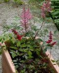 Astilbe.jpg