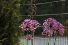 Allium 160514.webp
