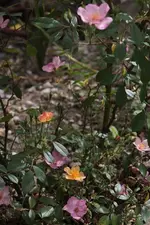 Plaisanterie 160514_2.webp