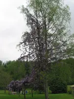 014.webp