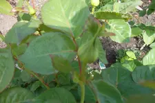 SAM_1272.webp