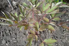SAM_1273.webp