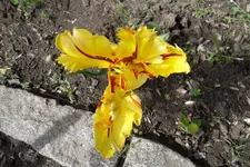 SAM_1274.webp