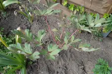 SAM_1276.webp