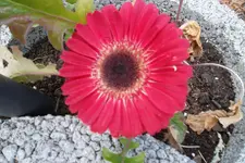 SAM_1278.webp