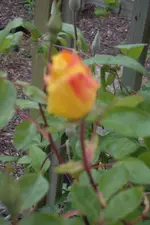 SAM_1284.webp