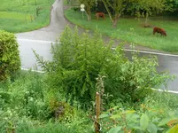 P1100568.webp
