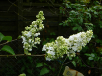 P1110843.webp