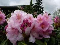 P1110816.webp