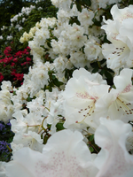 P1110817.webp
