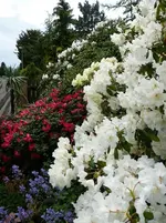 P1110818.webp