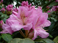 P1110857.webp
