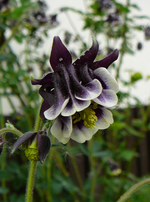 P1110832.webp