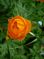 P1110847.webp