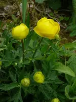 P1110849.webp