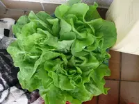 k-P1100525.webp