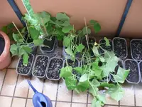 k-P1100531.webp
