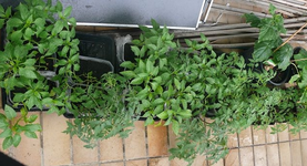 k-P1100519.webp