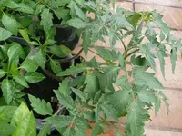 k-P1100520.webp