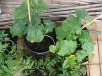 k-P1100532.webp