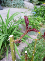 P1110860.webp