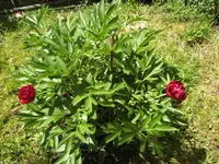 BILD4994.webp