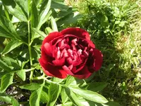 BILD4995.webp