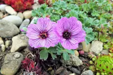 DSCF5903 (2).webp