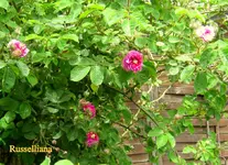 IMG_5996.JPG