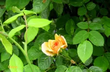 IMG_6006.webp