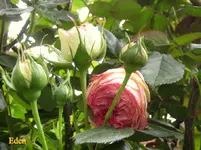 IMG_6010.webp