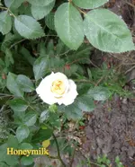 IMG_6020.webp