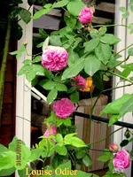 IMG_6044.webp