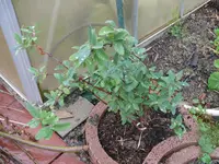 P1100570.webp