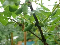 Kamtschatkabeere Maibeere (7).webp