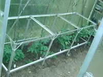 Tomaten.webp