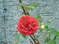Blume.webp