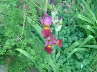 Blume (2).webp