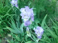 Blume (3).webp