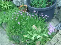 Blume (4).webp