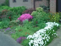 Blume (5).webp