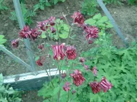 Blume (7).webp