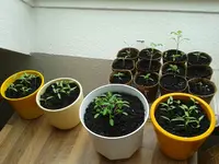 IMG-20160320-WA0001.webp