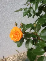 IMG_0323.webp